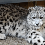 Xining_Wildlife_Park_Celebrates_Snow_Leopard_Conservation_Success_poster - Khabar Asia Xining_Wildlife_Park_Celebrates_Snow_Leopard_Conservation_Success video poster