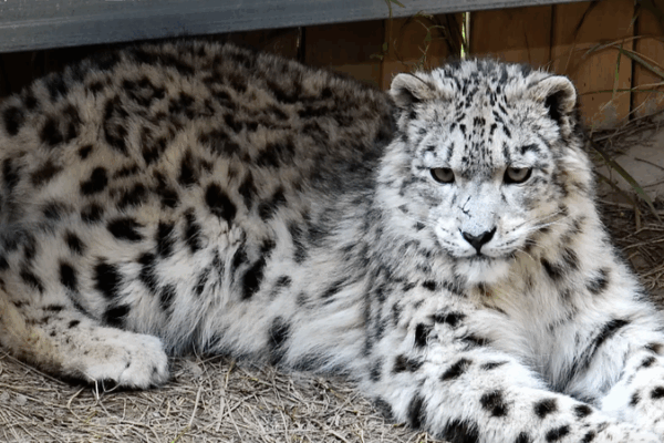 Xining Wildlife Park Celebrates Snow Leopard Conservation Success Xining_Wildlife_Park_Celebrates_Snow_Leopard_Conservation_Success video poster