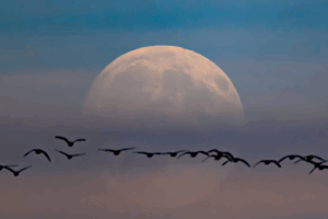 2025_s_Largest_Supermoon_Illuminates_Skies_Across_Asia