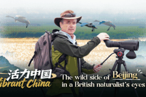 Beijing’s Biodiversity Boom: A British Naturalist’s Conservation Journey video poster