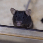 China’s ‘Mice Astronauts’ Thrive on Tiangong Space Station