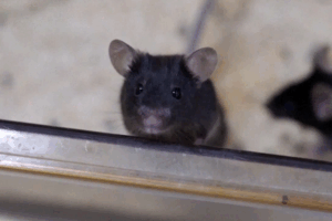 China’s ‘Mice Astronauts’ Thrive on Tiangong Space Station