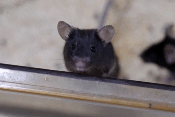 China’s ‘Mice Astronauts’ Thrive on Tiangong Space Station