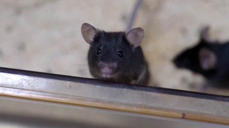 China’s ‘Mice Astronauts’ Thrive on Tiangong Space Station