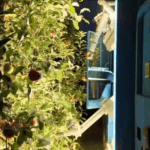 Agri_Bots_Revolutionize_China_s_Orchards_in_2025_poster - Khabar Asia Agri_Bots_Revolutionize_China_s_Orchards_in_2025 video poster