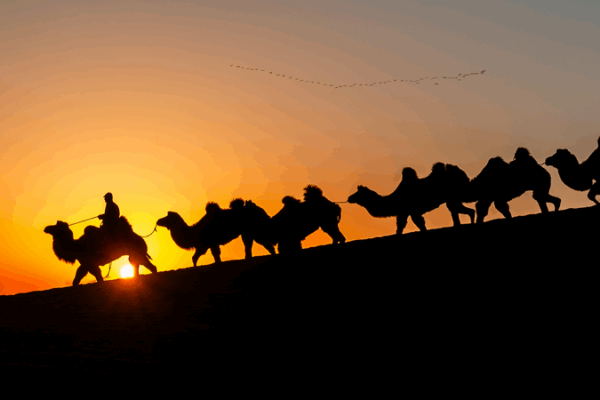 Alxa_Camel_Migration_2025__Nomadic_Life_in_Focus video poster