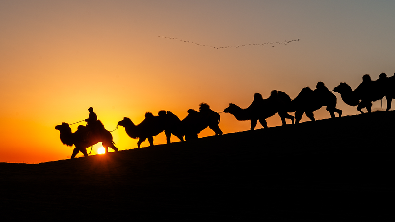 Alxa_Camel_Migration_2025__Nomadic_Life_in_Focus video poster
