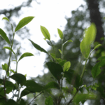 Ancient_Tea_Forests_of_Jingmai_Mountain__A_Model_of_Ecological_Harmony video poster