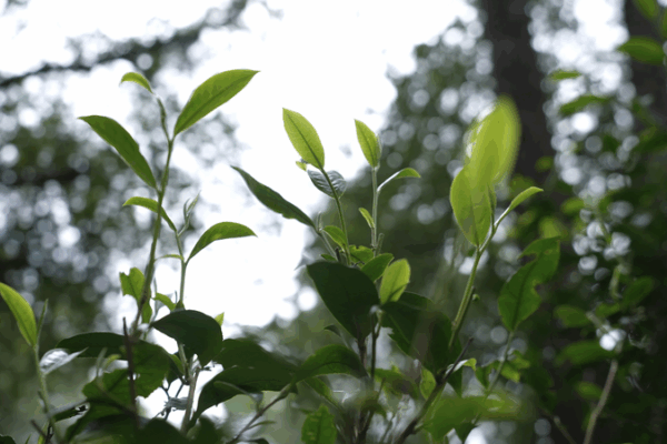 Ancient_Tea_Forests_of_Jingmai_Mountain__A_Model_of_Ecological_Harmony video poster