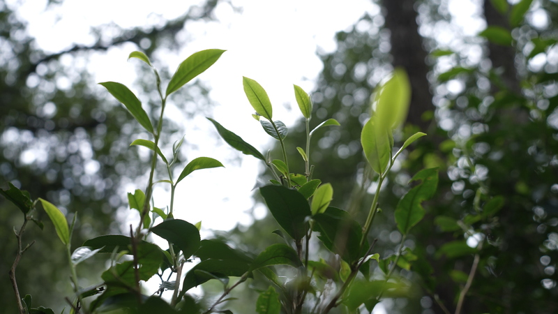 Ancient_Tea_Forests_of_Jingmai_Mountain__A_Model_of_Ecological_Harmony_poster - Khabar Asia Ancient_Tea_Forests_of_Jingmai_Mountain__A_Model_of_Ecological_Harmony video poster