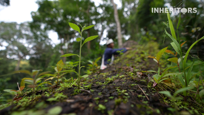 Ancient_Tea_Forests_of_Yunnan_Reveal_Sustainable_Wisdom - Khabar Asia Ancient_Tea_Forests_of_Yunnan_Reveal_Sustainable_Wisdom