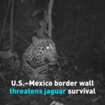 Border_Wall_Disrupts_Jaguar_Migration__Sparks_Conservation_Concerns