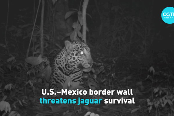 Border_Wall_Disrupts_Jaguar_Migration__Sparks_Conservation_Concerns