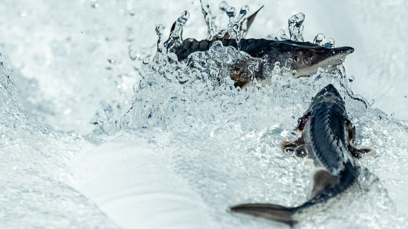 China_Achieves_Breakthrough_in_Third_Generation_Sturgeon_Breeding