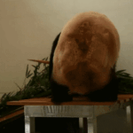 China_Expands_Giant_Panda_Conservation_with_New_Sichuan_Base