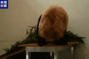 China_Expands_Giant_Panda_Conservation_with_New_Sichuan_Base