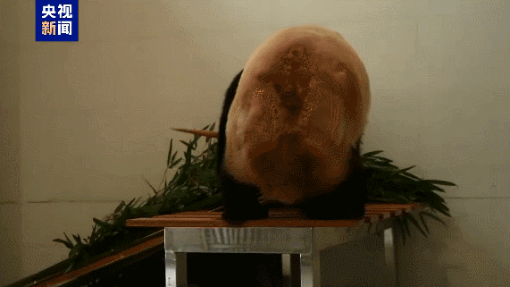 China_Expands_Giant_Panda_Conservation_with_New_Sichuan_Base