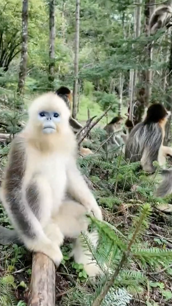 China_s_Nature_Reserves_Show_Strong_Ecological_Recovery_in_2025_Assessment_poster - Khabar Asia China_s_Nature_Reserves_Show_Strong_Ecological_Recovery_in_2025_Assessment video poster