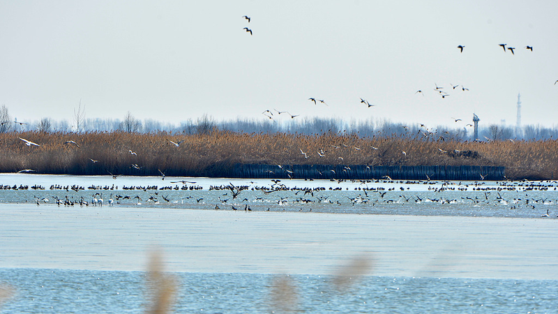 China_s_Qilihai_Wetland_Sees_Record_Bird_Migration_Amid_Early_Cold_Snap - Khabar Asia China_s_Qilihai_Wetland_Sees_Record_Bird_Migration_Amid_Early_Cold_Snap