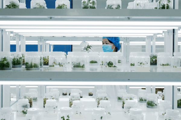 China_s_Seed_Industry_Blossoms__Powering_Agricultural_Innovation_in_2025