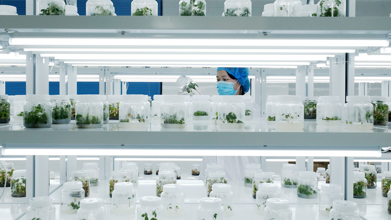 China_s_Seed_Industry_Blossoms__Powering_Agricultural_Innovation_in_2025 - Khabar Asia China_s_Seed_Industry_Blossoms__Powering_Agricultural_Innovation_in_2025