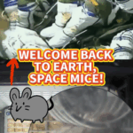 China_s_Shenzhou_20_Space_Mice_Return_Safely_to_Earth video poster