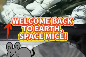 China_s_Shenzhou_20_Space_Mice_Return_Safely_to_Earth video poster