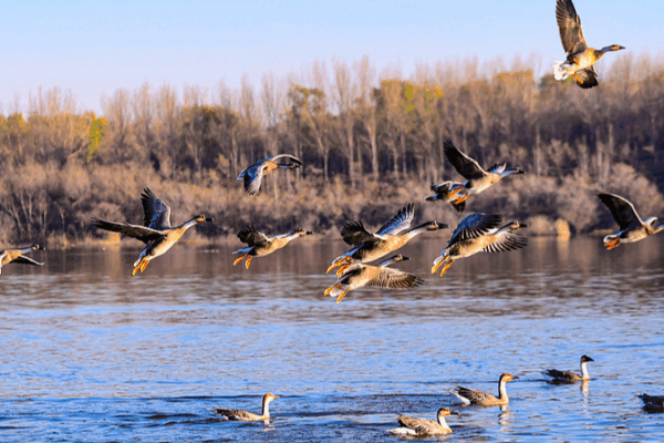 China_s_Winter_Bird_Migration__A_Spectacle_of_Nature_in_2025 video poster