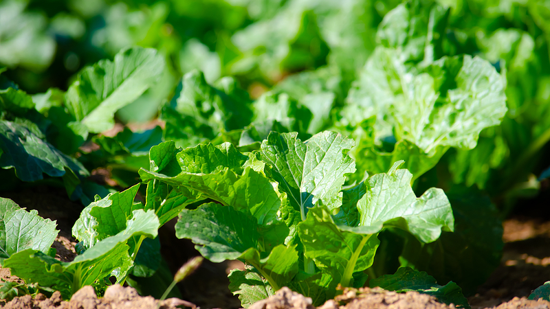 Chinese_Research_Unveils_Breakthrough_in_Coral_Island_Vegetation_Strategy