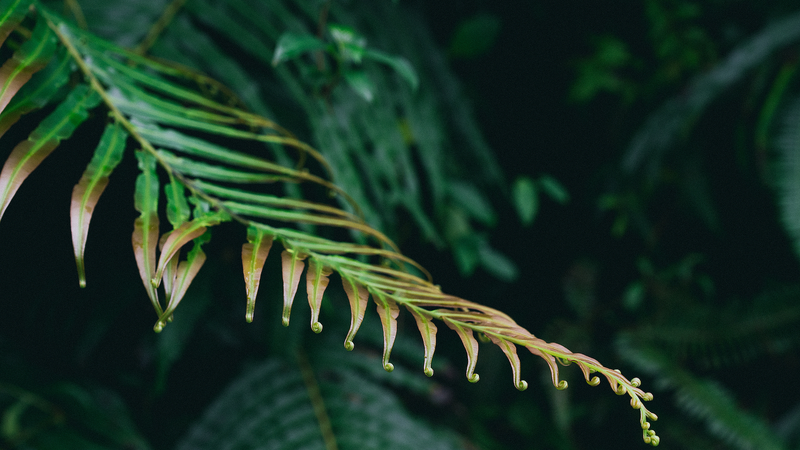 Chinese_Scientists_Uncover_Plant_Based_Rare_Earth_Accumulation_Breakthrough