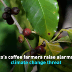 Climate_Crisis_Hits_Mexico_s_Coffee_Belt__Farmers_Sound_Alarm video poster