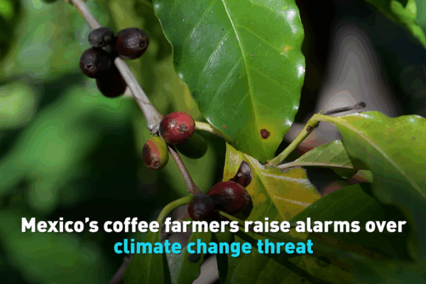 Climate_Crisis_Hits_Mexico_s_Coffee_Belt__Farmers_Sound_Alarm video poster