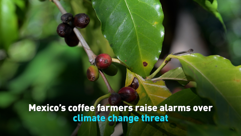 Climate_Crisis_Hits_Mexico_s_Coffee_Belt__Farmers_Sound_Alarm video poster