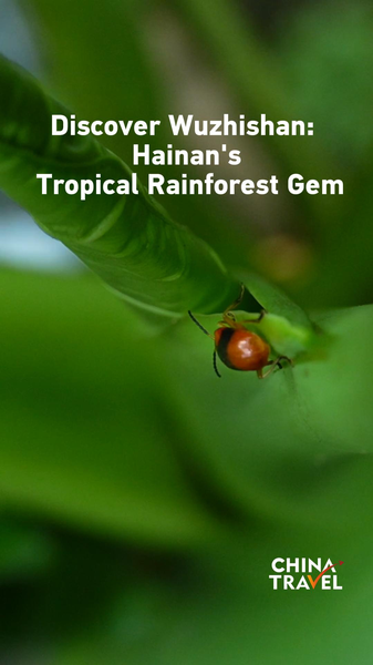 Discover_Wuzhishan__Hainan_s_Tropical_Rainforest_Gem video poster