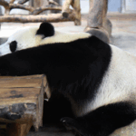 Giant_Pandas_Thrive_in_Hainan__Captivating_Global_Audiences video poster