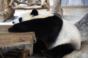 Giant_Pandas_Thrive_in_Hainan__Captivating_Global_Audiences video poster