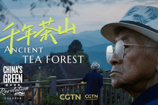 Guardians_of_Jingmai_Mountain__China_s_Tea_Heritage_Thrives_in_2025 video poster