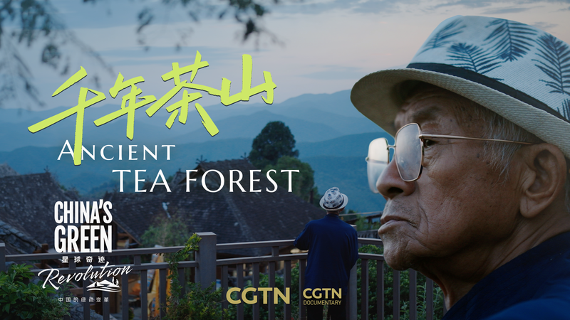 Guardians_of_Jingmai_Mountain__China_s_Tea_Heritage_Thrives_in_2025_poster - Khabar Asia Guardians_of_Jingmai_Mountain__China_s_Tea_Heritage_Thrives_in_2025 video poster