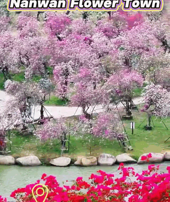 Hainan_s_Nanwan_Flower_Town_Prepares_for_2026_Spring_Festival_Bloom video poster