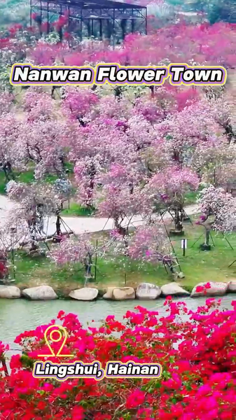 Hainan_s_Nanwan_Flower_Town_Prepares_for_2026_Spring_Festival_Bloom video poster