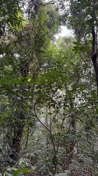 Hainan_s_Rainforest__China_s_Biodiversity_Hotspot_Thrives_in_2025 video poster
