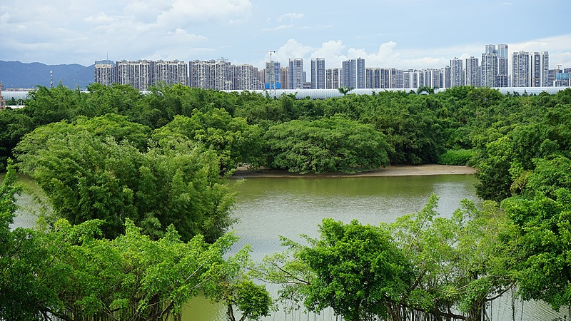 Jiangmen_s__Bird_Paradise__Blends_Nature_and_Culture_in_2025 video poster