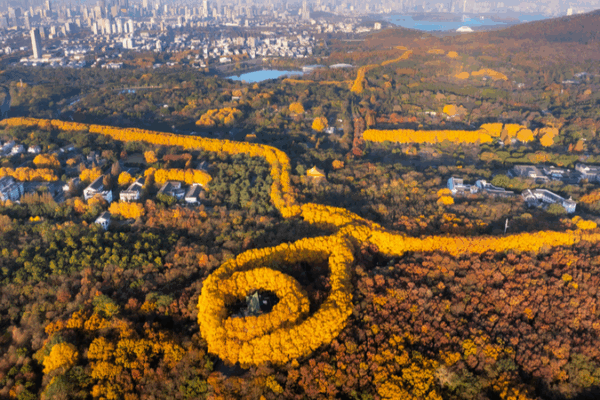 Nanjing_s__Golden_Necklace__Captivates_as_Autumn_Transitions_to_Winter