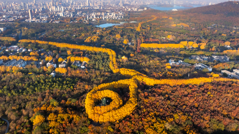 Nanjing_s__Golden_Necklace__Captivates_as_Autumn_Transitions_to_Winter