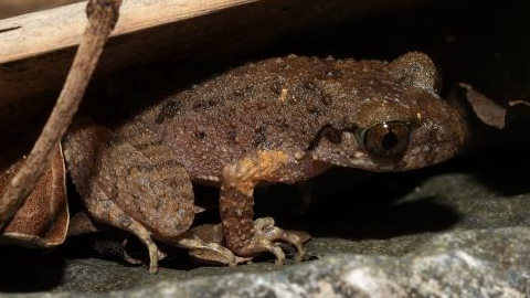 New__Kung_Fu__Frog_Species_Discovered_in_Guangdong__Honors_Martial_Arts_Legacy