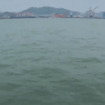 _Pandas_of_the_Sea__Spotted_in_Fujian_Waters__2025_Sightings_Highlight_Conservation_Success