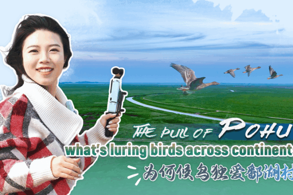 Pohu_Village__A_Global_Haven_for_Migratory_Birds_and_Sustainable_Living video poster