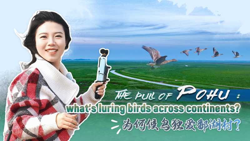 Pohu_Village__A_Global_Haven_for_Migratory_Birds_and_Sustainable_Living video poster