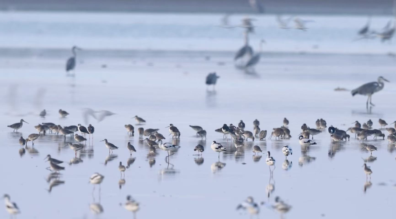 Poyang_Lake_Welcomes_Thousands_of_Migratory_Birds_as_Winter_Sets_In_poster - Khabar Asia Poyang_Lake_Welcomes_Thousands_of_Migratory_Birds_as_Winter_Sets_In video poster