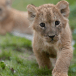 Quintuplet_Lion_Cubs_Celebrate_1st_Month_with_Outdoor_Adventure_in_Chongqing